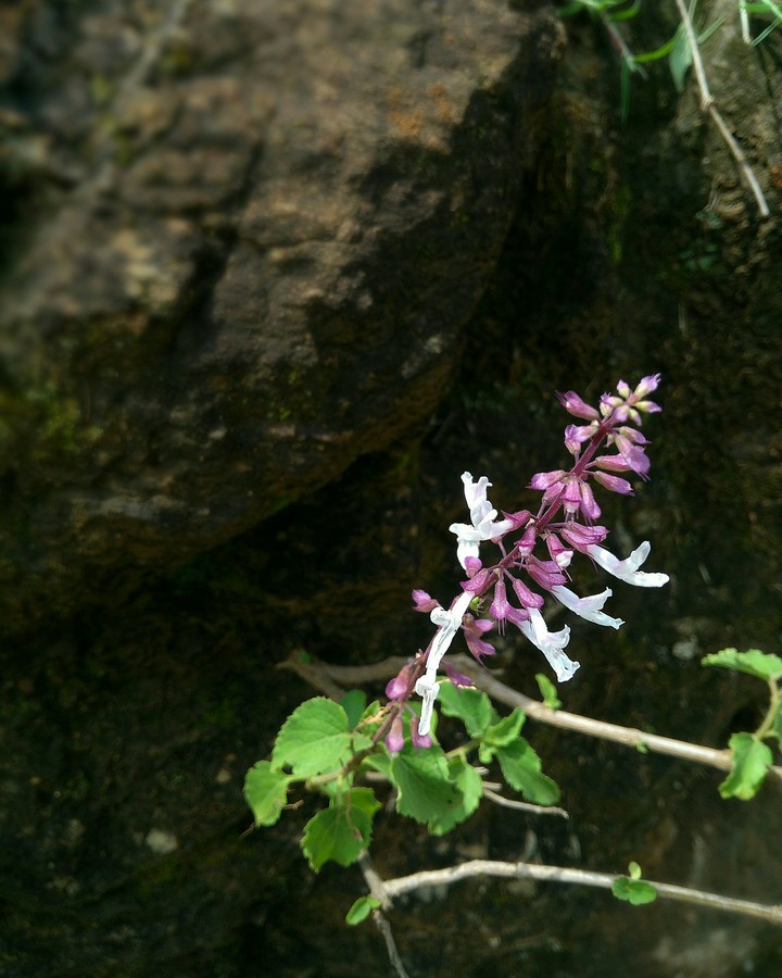 flower # nature #