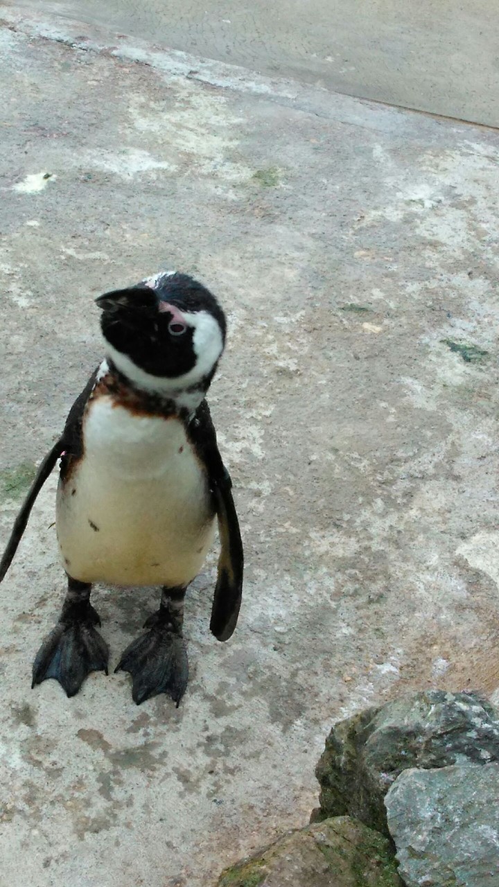penguin