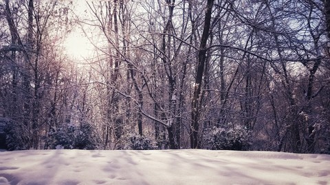 Backyard Winter Wonders ❄