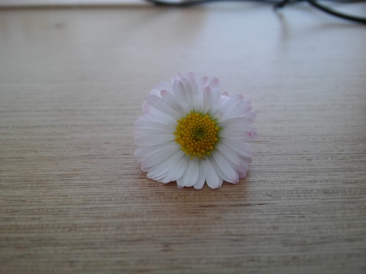 cute flower