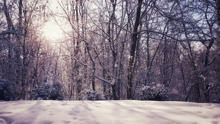 Backyard Winter Wonders ❄