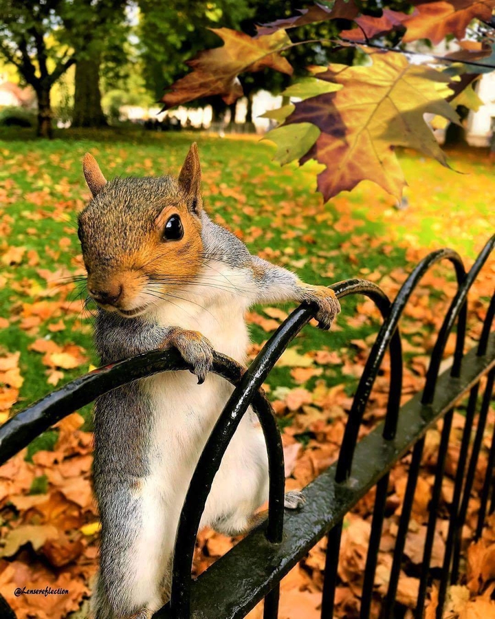 sincap   squirrel