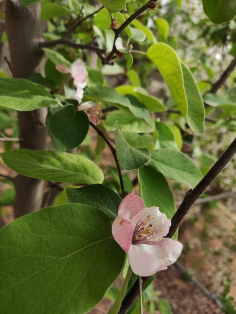 Blossom, petal duvar kağıtları