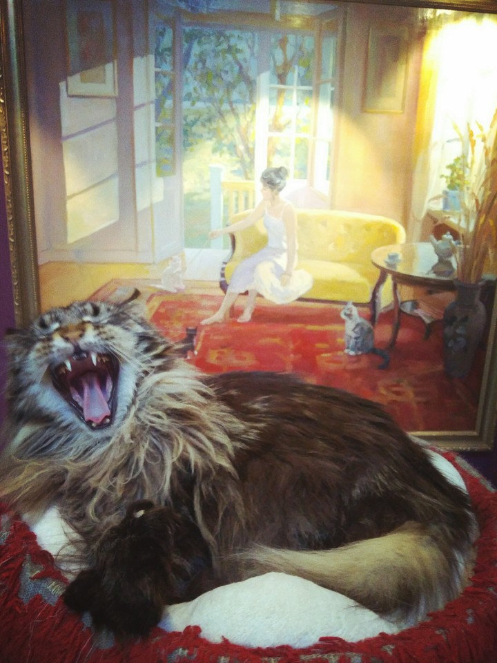 cat