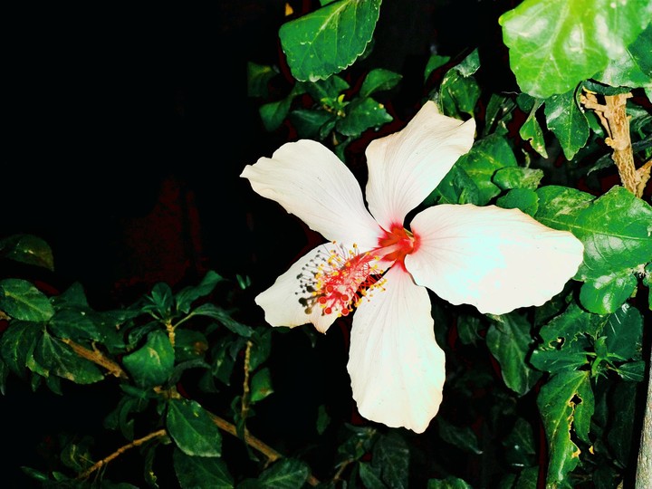 rose