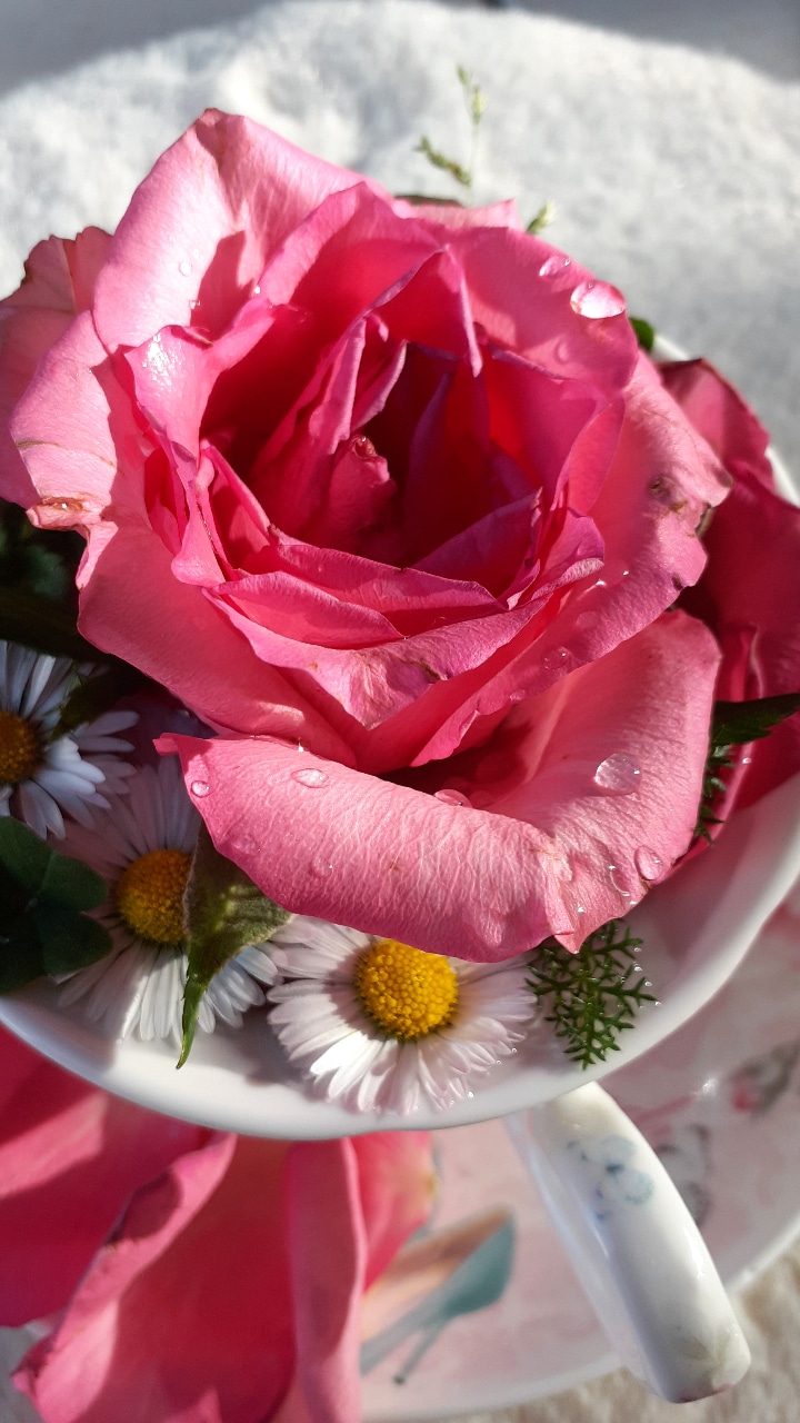 london rose
