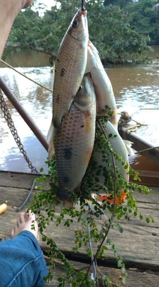 Peixes pra vocês meus amores