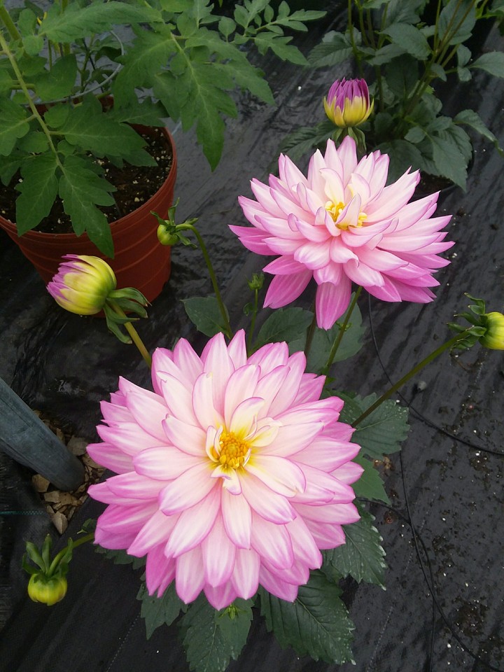 dalias