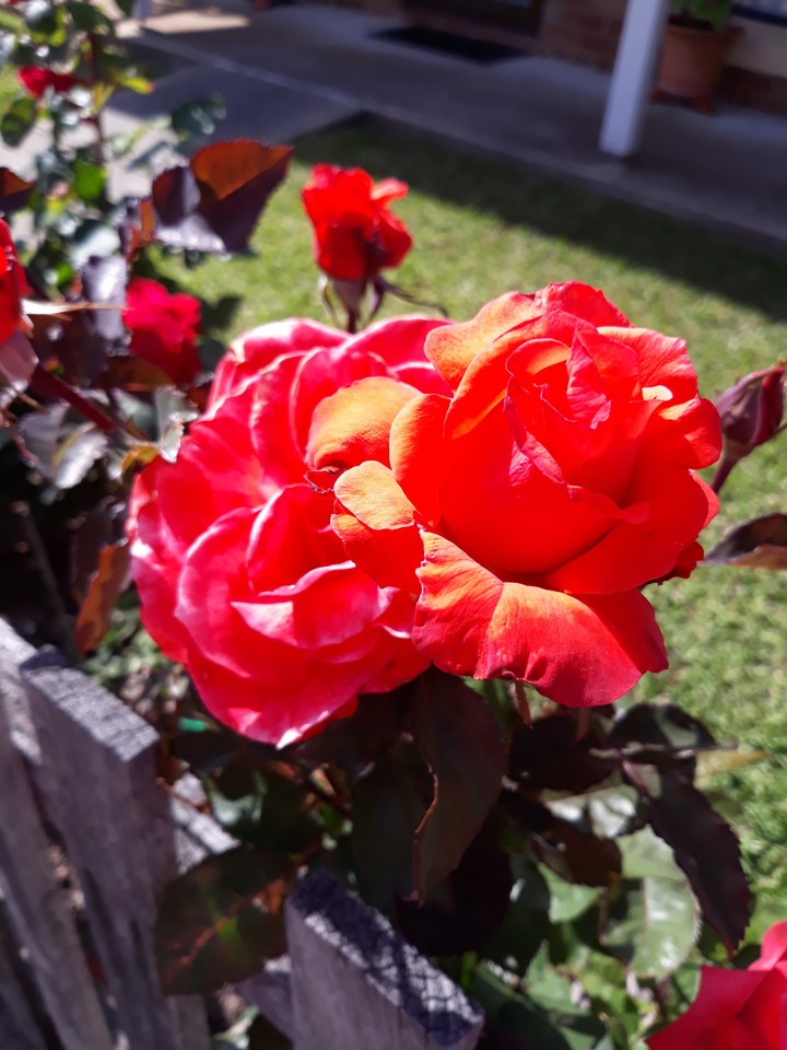 Roses