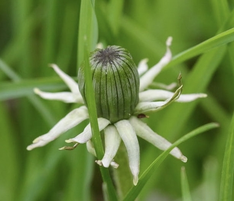 teasel, plant वॉलपेपर