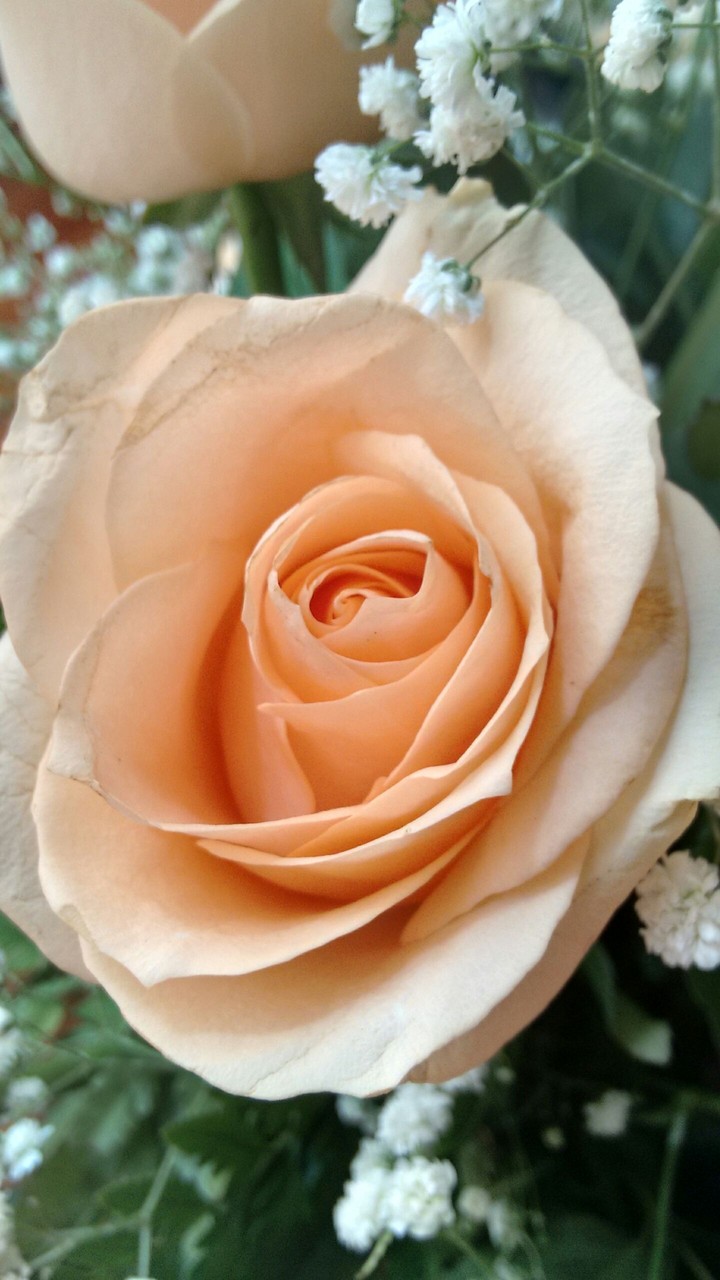 fleurs