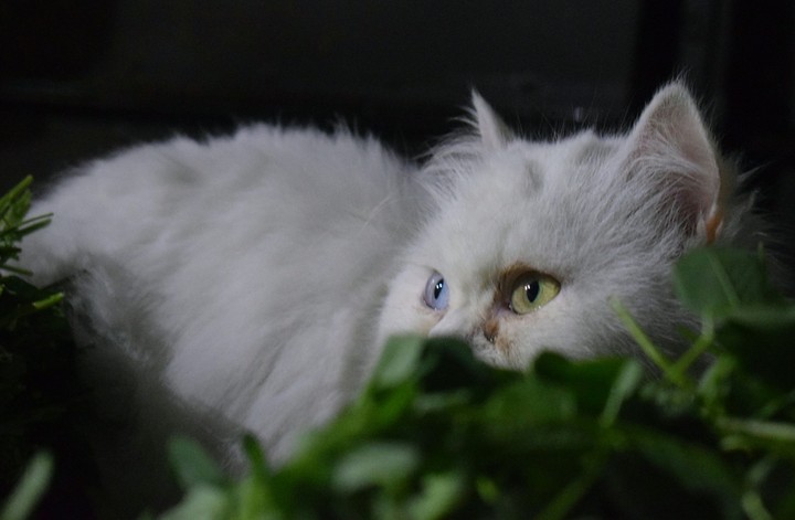 Chily Persian