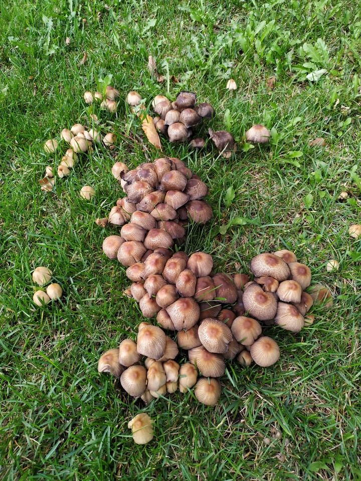 mushrooms