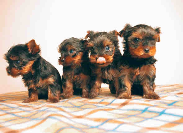 Aesthetic puppies