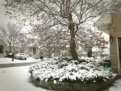 winter