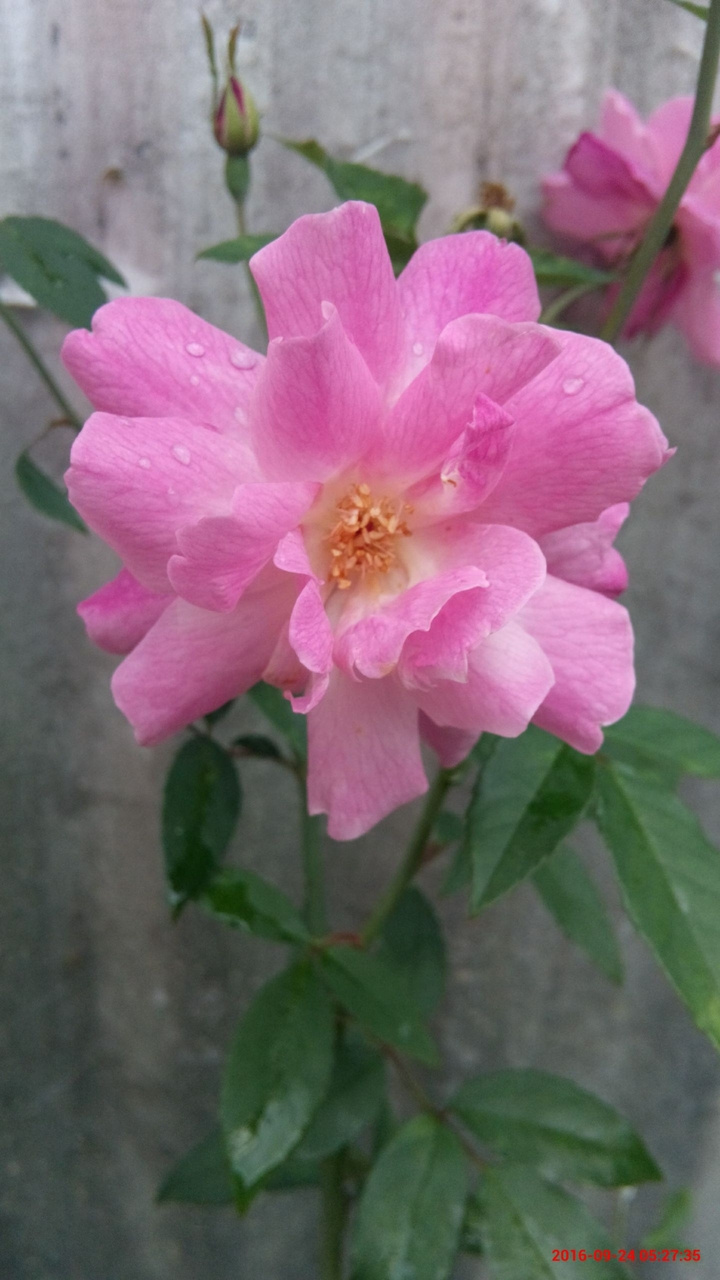 rose