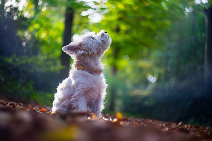 Doggie