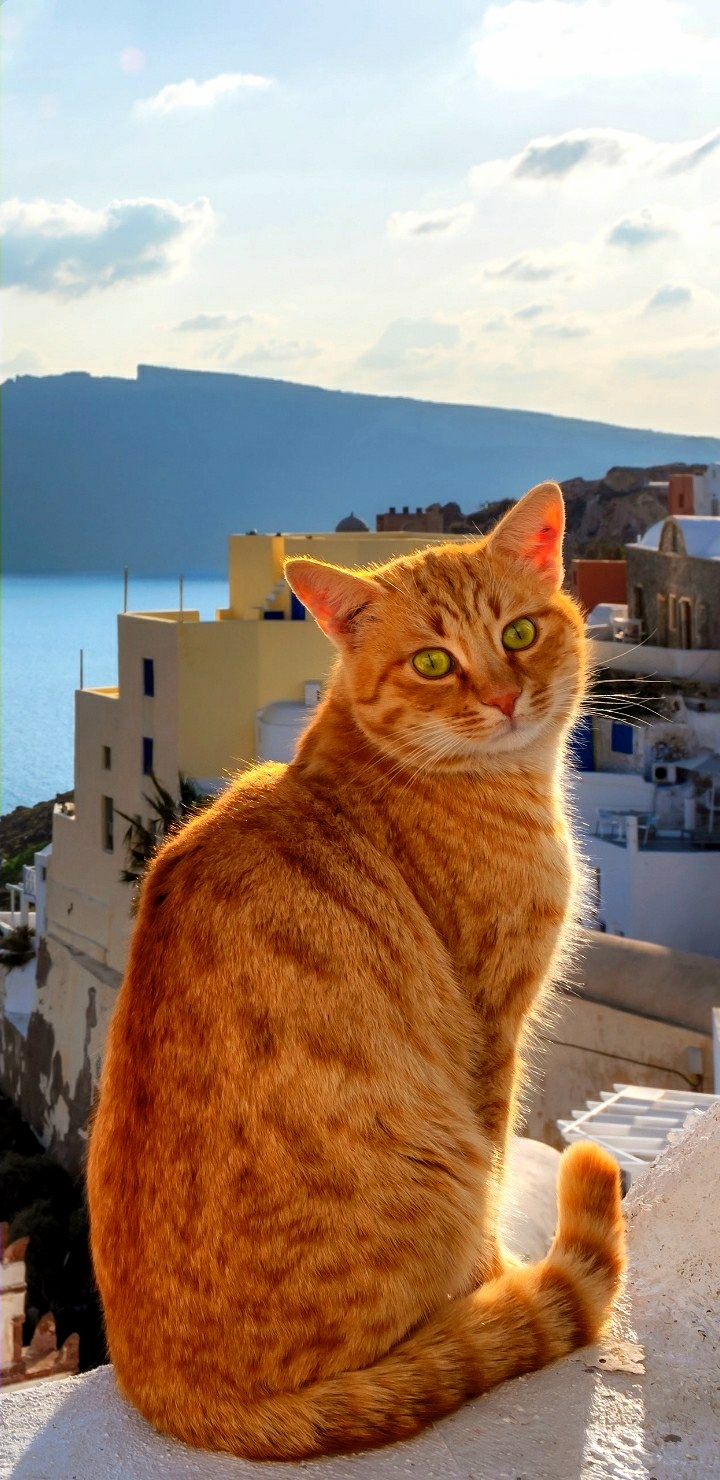 cats