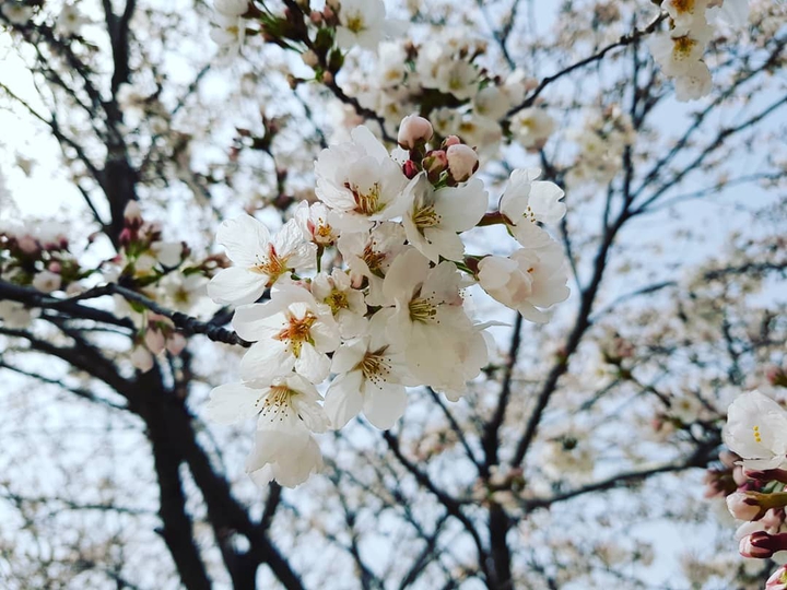 벚꽃