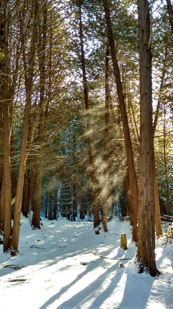 falling snow