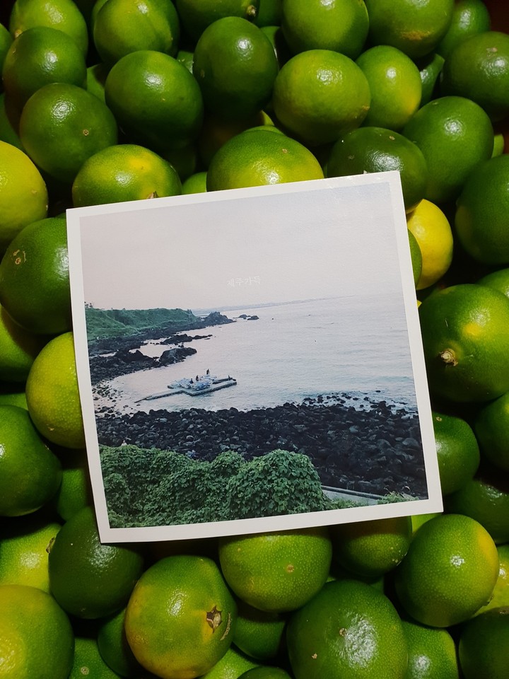 제주도 청귤