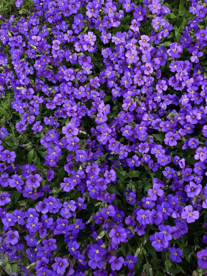 Small violet flowers