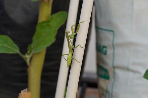 praying mantis