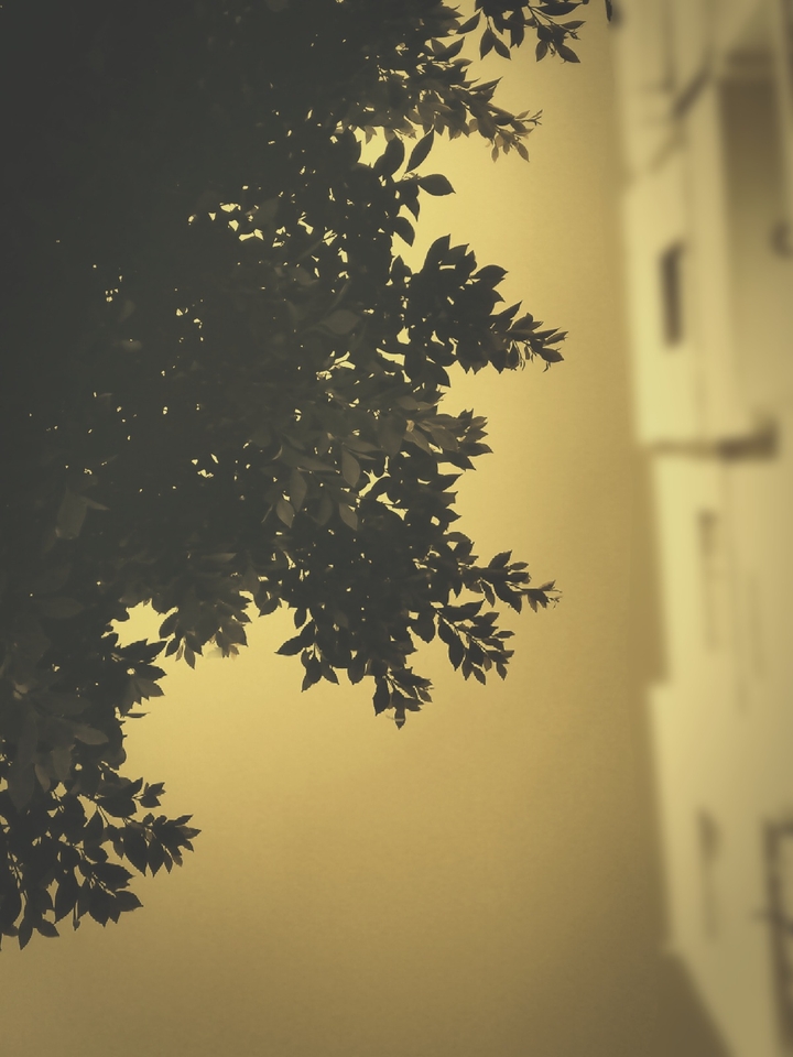 leaves
