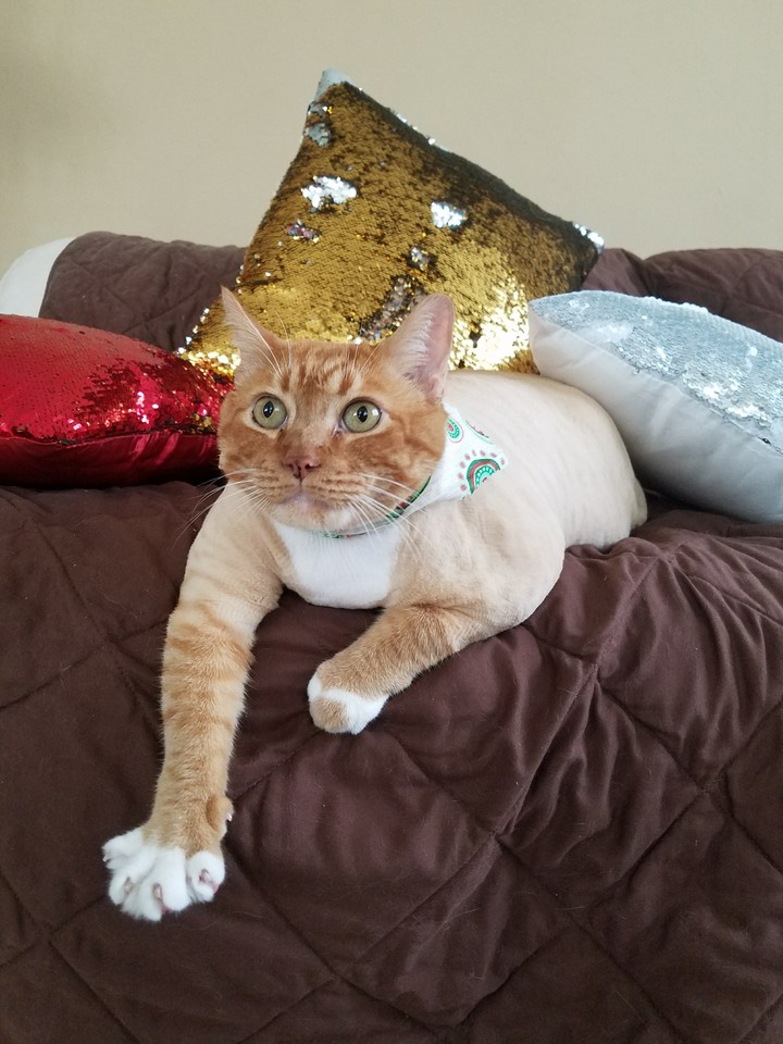pillows