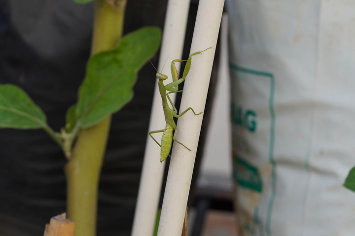 praying mantis