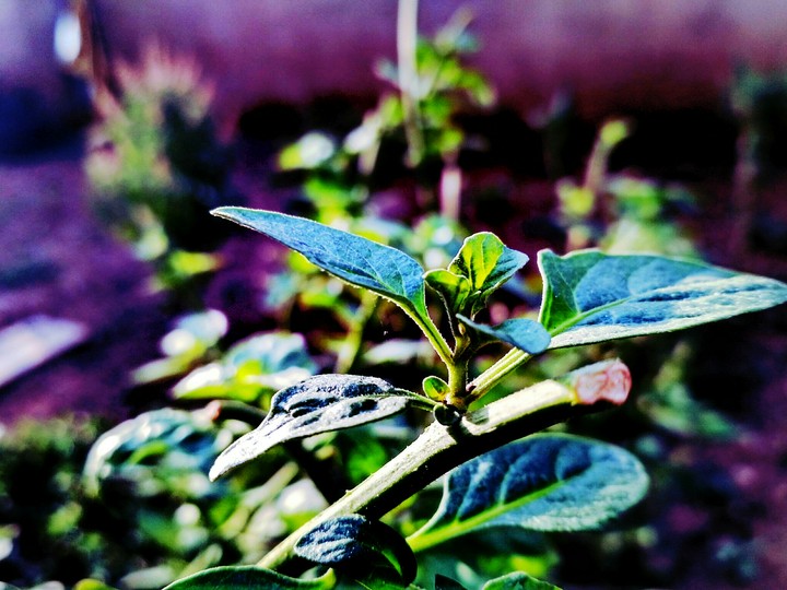 plant
