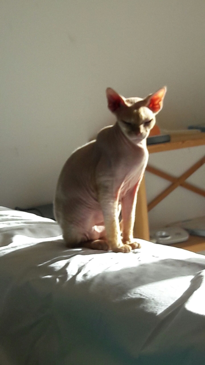 Léon ds tte sa splendeur