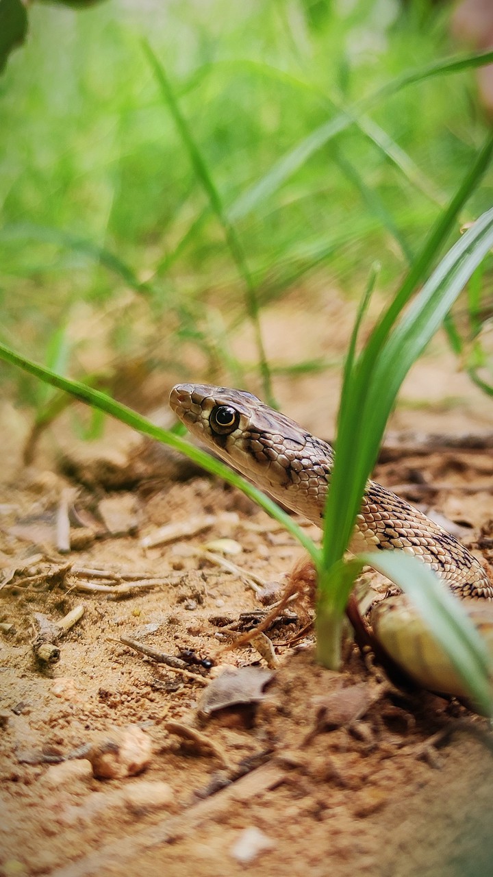 snake