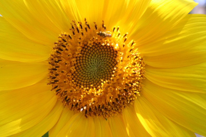 beautiful flower