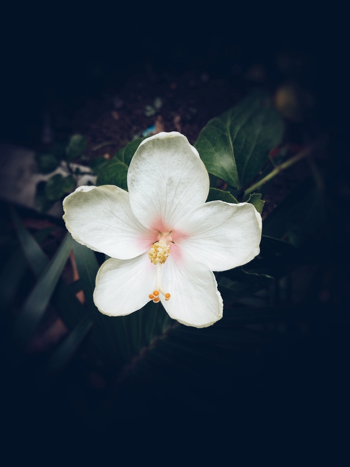 white flower
