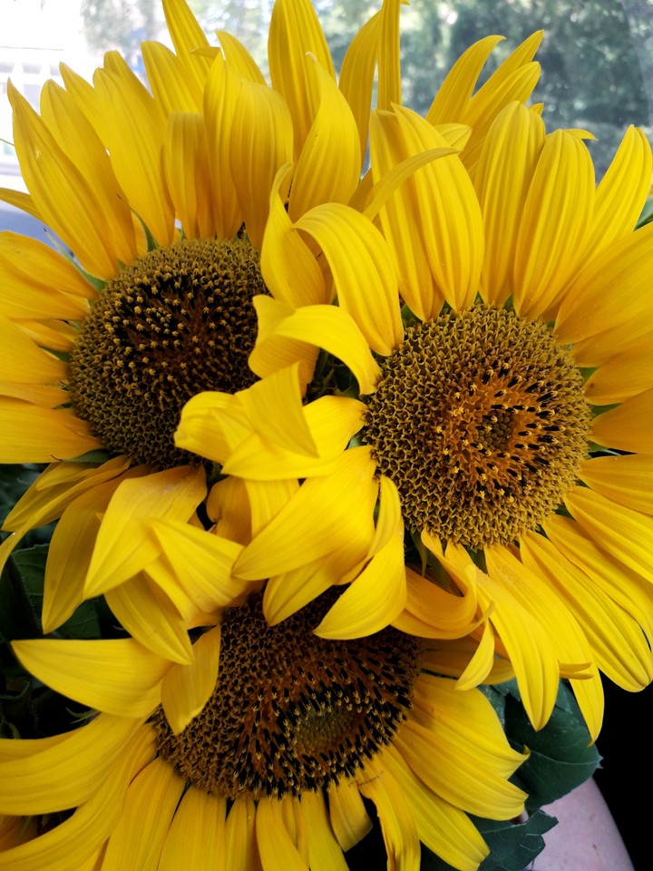Sunflower