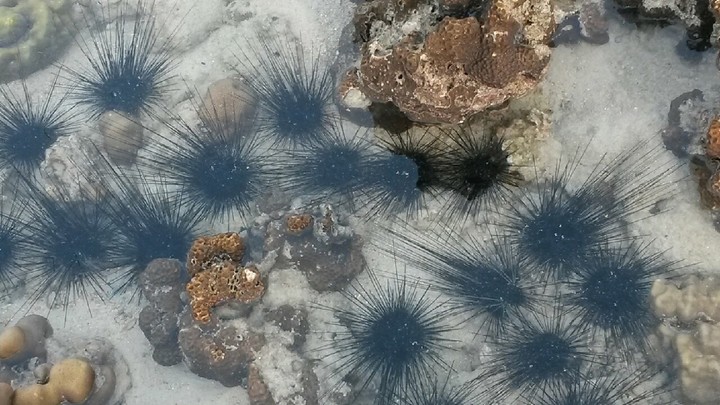 sea urchin