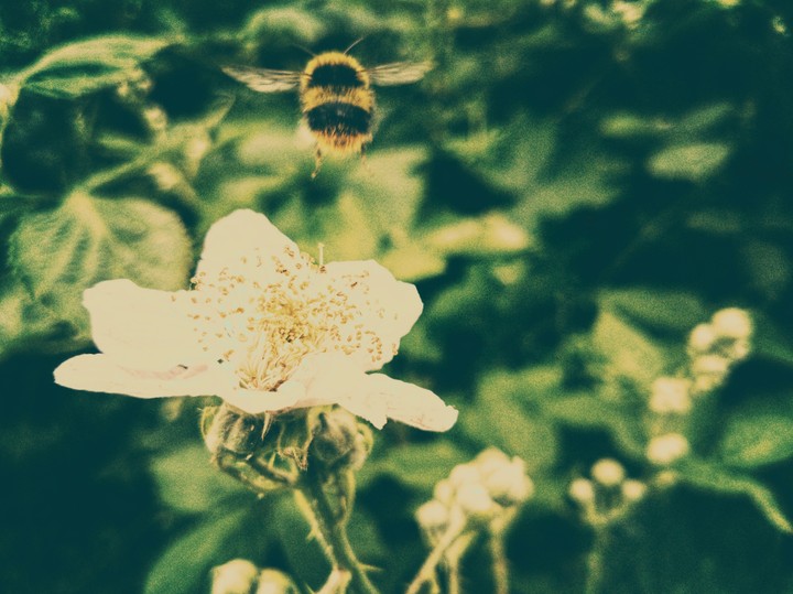 Bumblebee over the flower