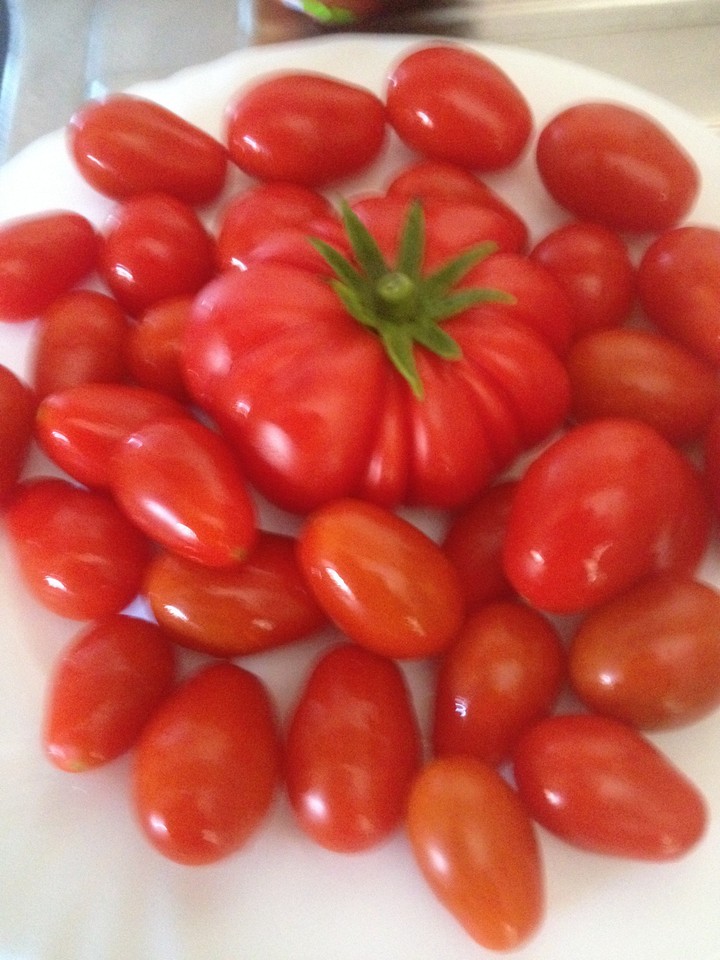 tomatos