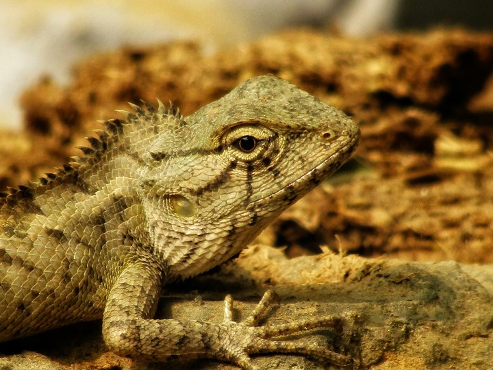 Dragon like lizard