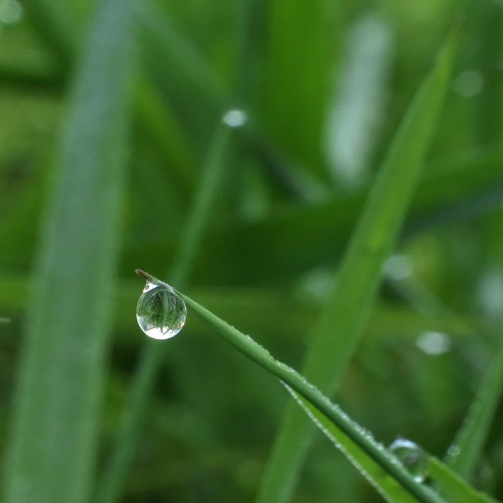 dew drop...
