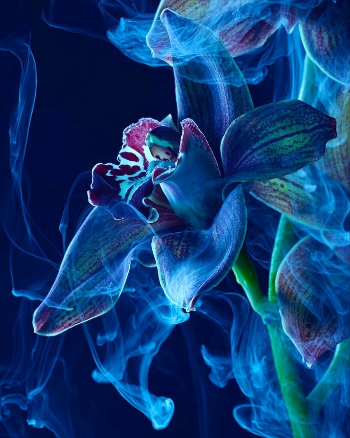 Blue orchidea