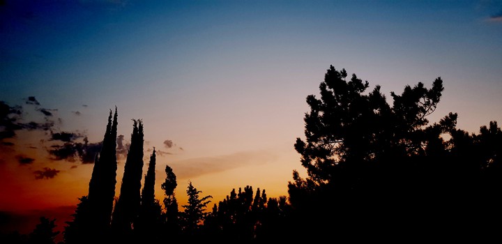 trees