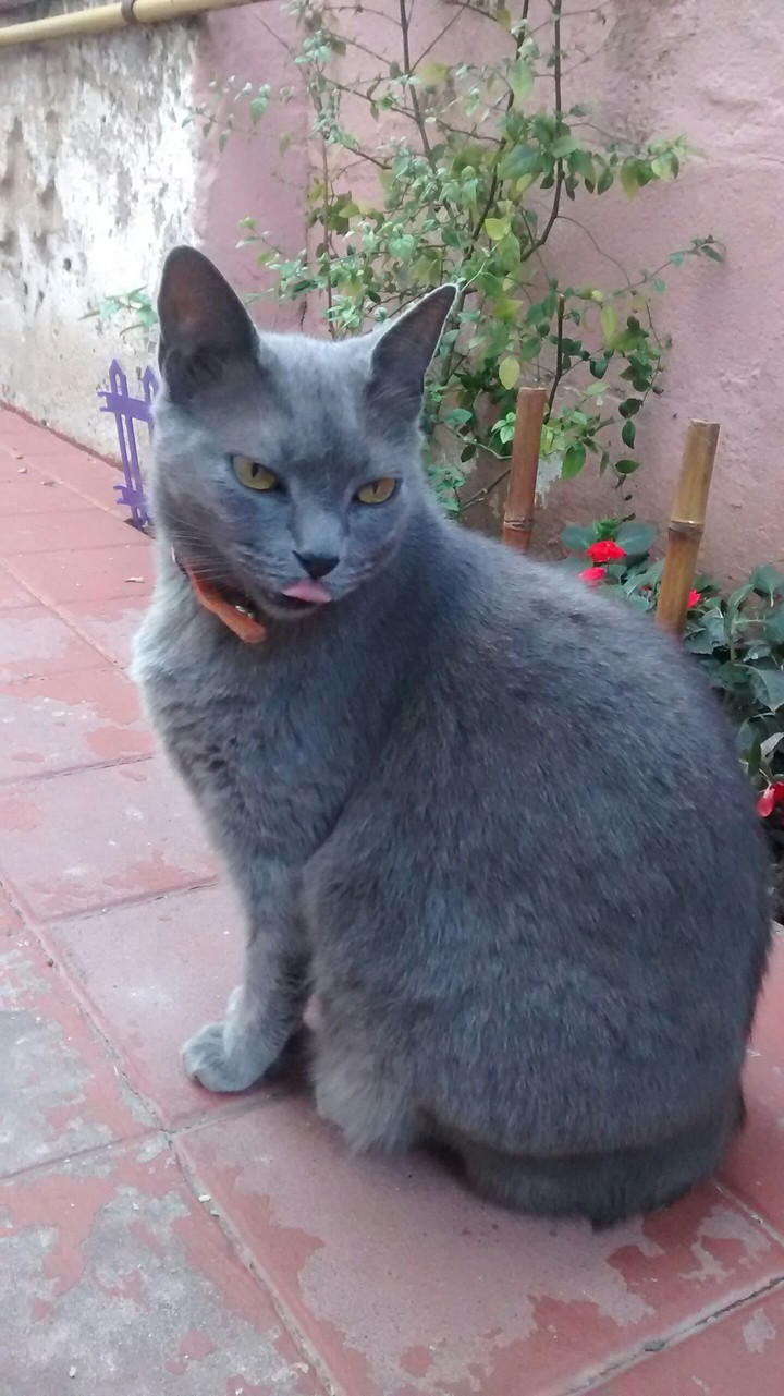 Grey Cat