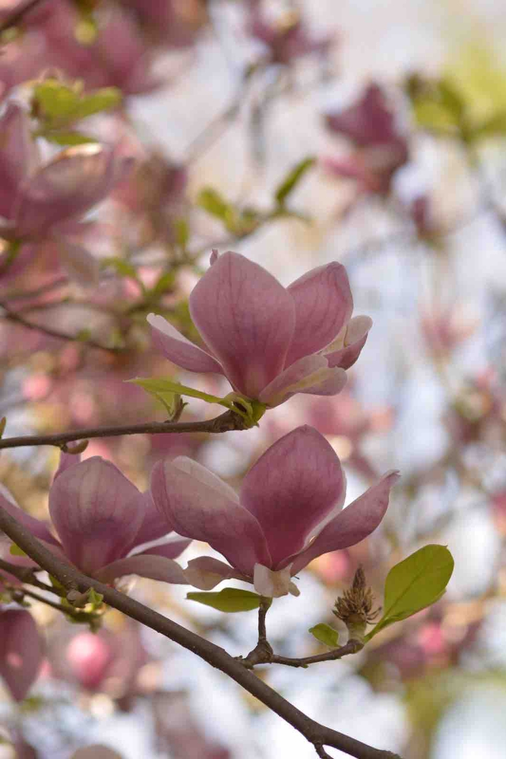 spring and flowers ?