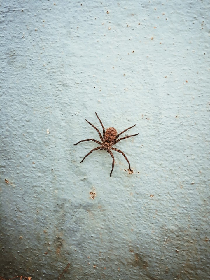 insect