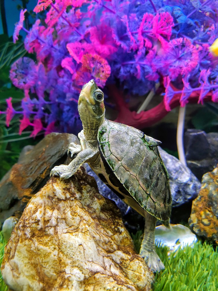 TURTLE LIFE