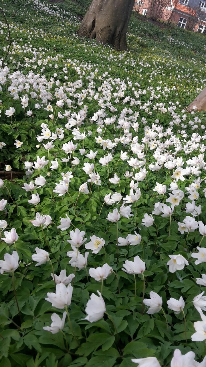 Spring Flowers