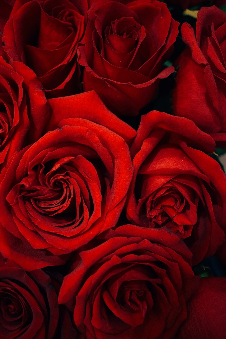 rose