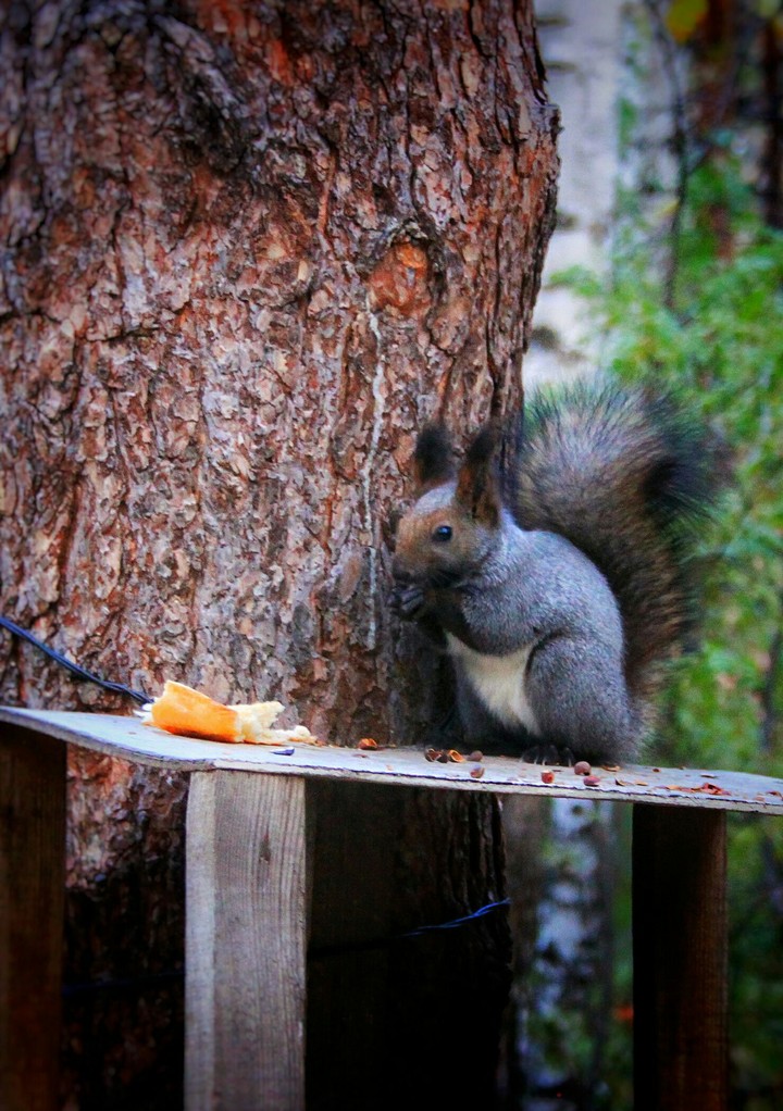 Squirrel